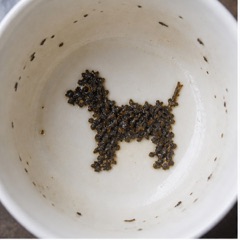 Hund — Tee